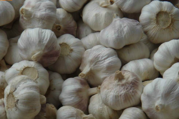 溫室大棚能種植大蒜嗎